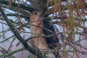 Cooper's Hawk