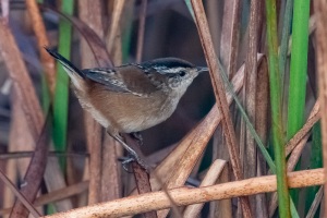 Marsh Wren