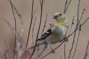 American Goldfinch