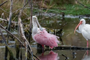 Roseate Spoonbill