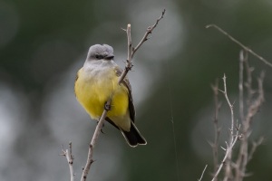 Western Kingbird