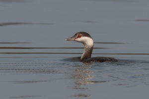 Horned Grebe
