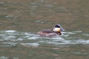 Ruddy Duck