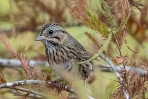 Lincoln's Sparrow