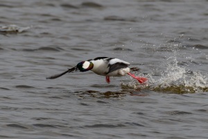 Bufflehead