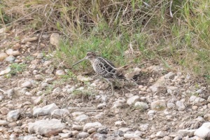 Wilson's Snipe