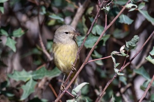  Orange crowned, Warbler