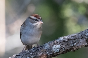Chipping Sparrow