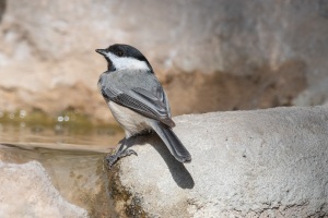 Carolina Chickadee