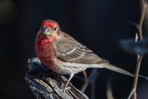 House Finch