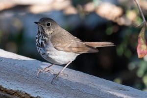 Hermit Thrush