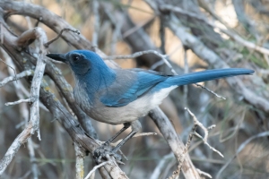 Woddhouse's Scrub Jay