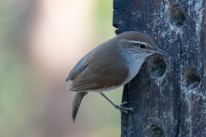 Bewick's Wren