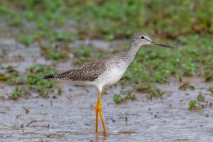 Greater Yellowlegs