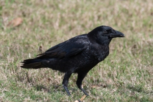 American Crow