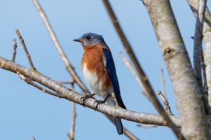 Eastern Bluebird