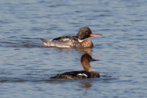 Red breasted Merganser