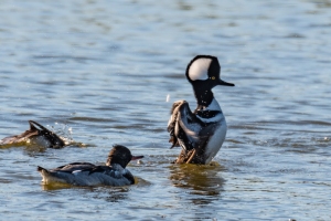 Hooded Merganser