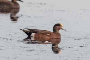 American Wigeon