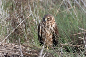 Northern Harrier