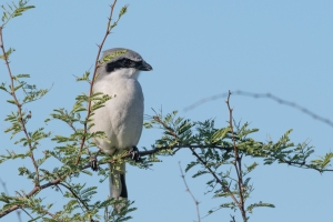 Loggerhead Shrike
