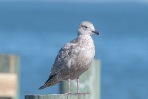 Iceland Gull (Thayer's)