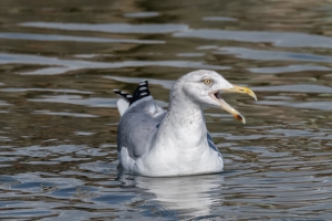 Herring Gull