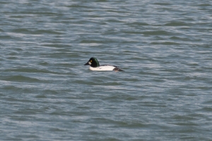 Common Goldeneye
