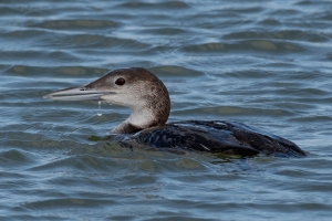 Common Loon