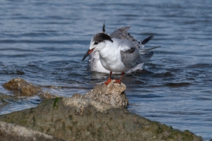 Common Tern
