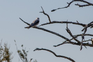White tailed Kite