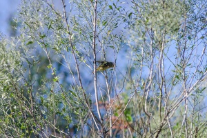 Ruby crowned Kinglet