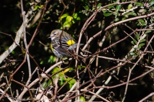 Yellow rumped Warbler