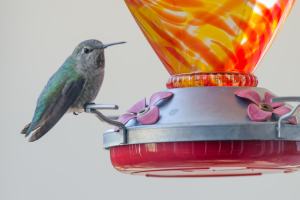 Broad billed Hummingbird