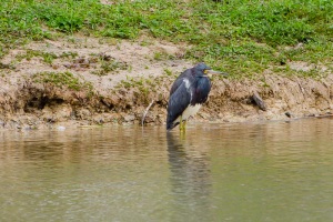 Tricolored Heron
