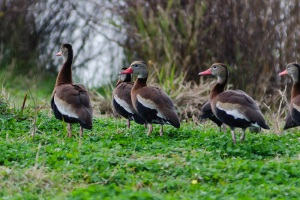 Black bellied Whistling Duck