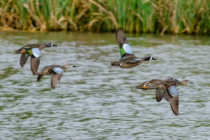 Blue winged Teal