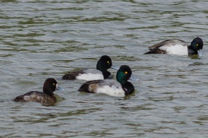 Lesser Scaup