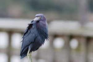 Little blue Heron