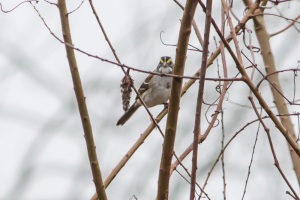 White throated Sparrow