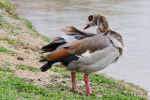 Egyptian Goose
