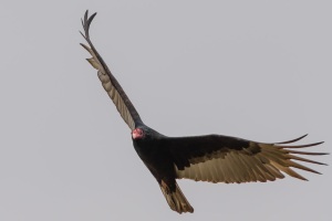 Turkey Vulture