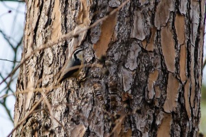 Red breasted Nuthatch