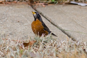 American Robin