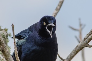 Great tailed Grackle