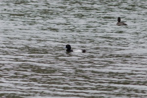 Greater Scaup