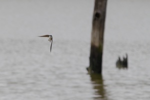 Tree Swallow