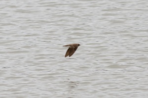 Northern rough winged Swallow