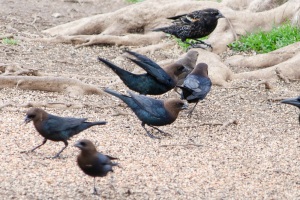 Brown headed Cowbird