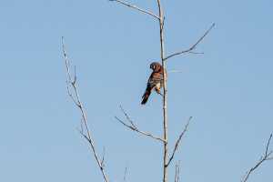 American Kestrel